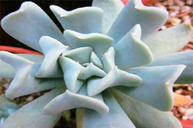 多肉玉莲掌养护方法,多肉玉莲品种大全