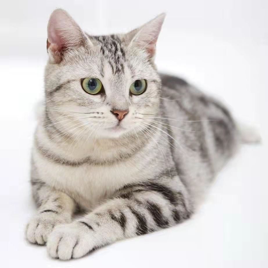 猫舍租猫多少钱一天,猫咖卖猫靠谱吗