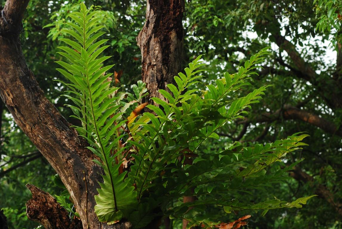 如今不可多得的“崖姜”，曾稀缺也好泛滥也罢，你都该好好认识它