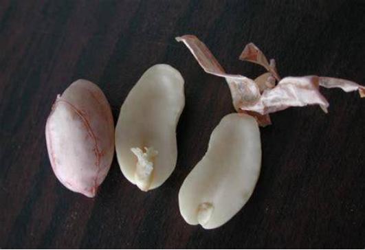 花生种植新手入门教学视频,花生种植技术小视频