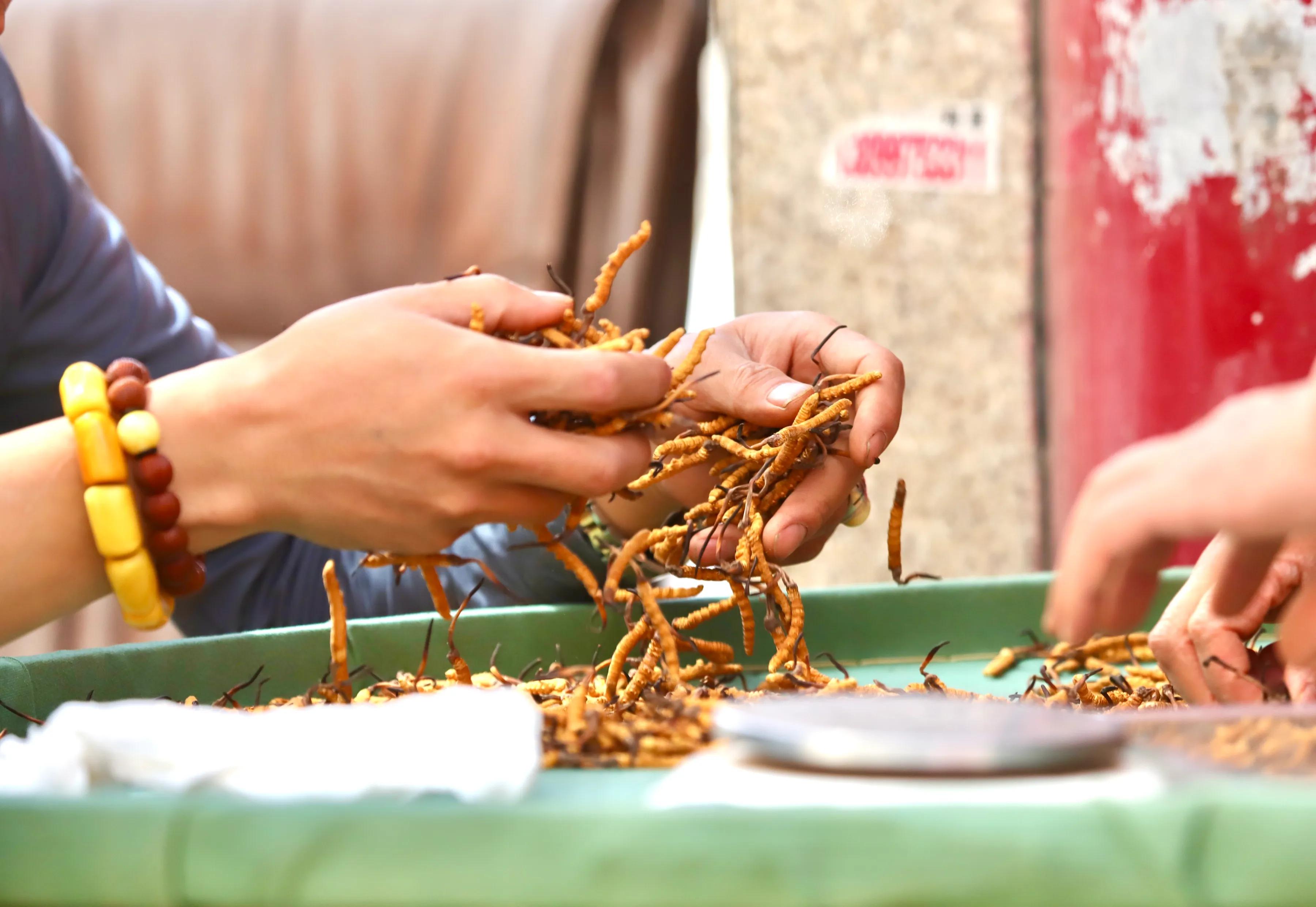 中国最大虫草市场,全国最大冬虫夏草集散地