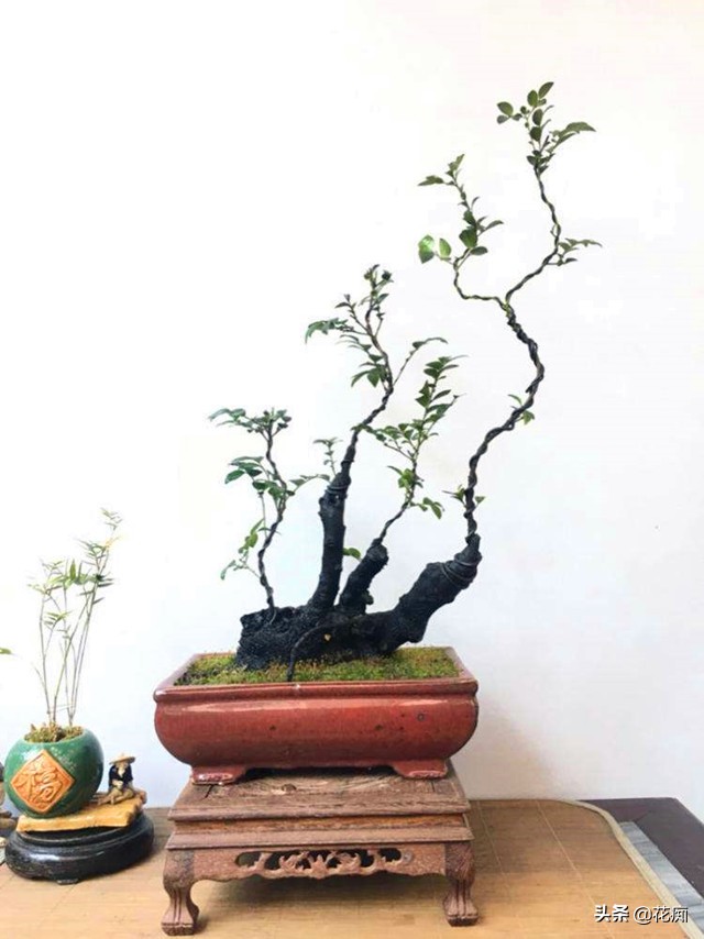 小叶紫檀的盆栽是真的么,小叶紫檀盆栽和黑骨茶盆栽的区别