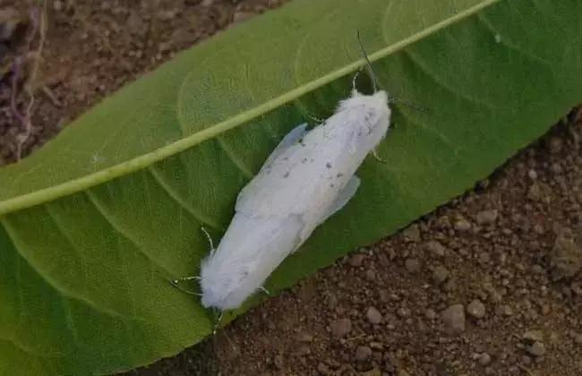 桃树病虫害防治与用药,桃树病虫害防治全年用药