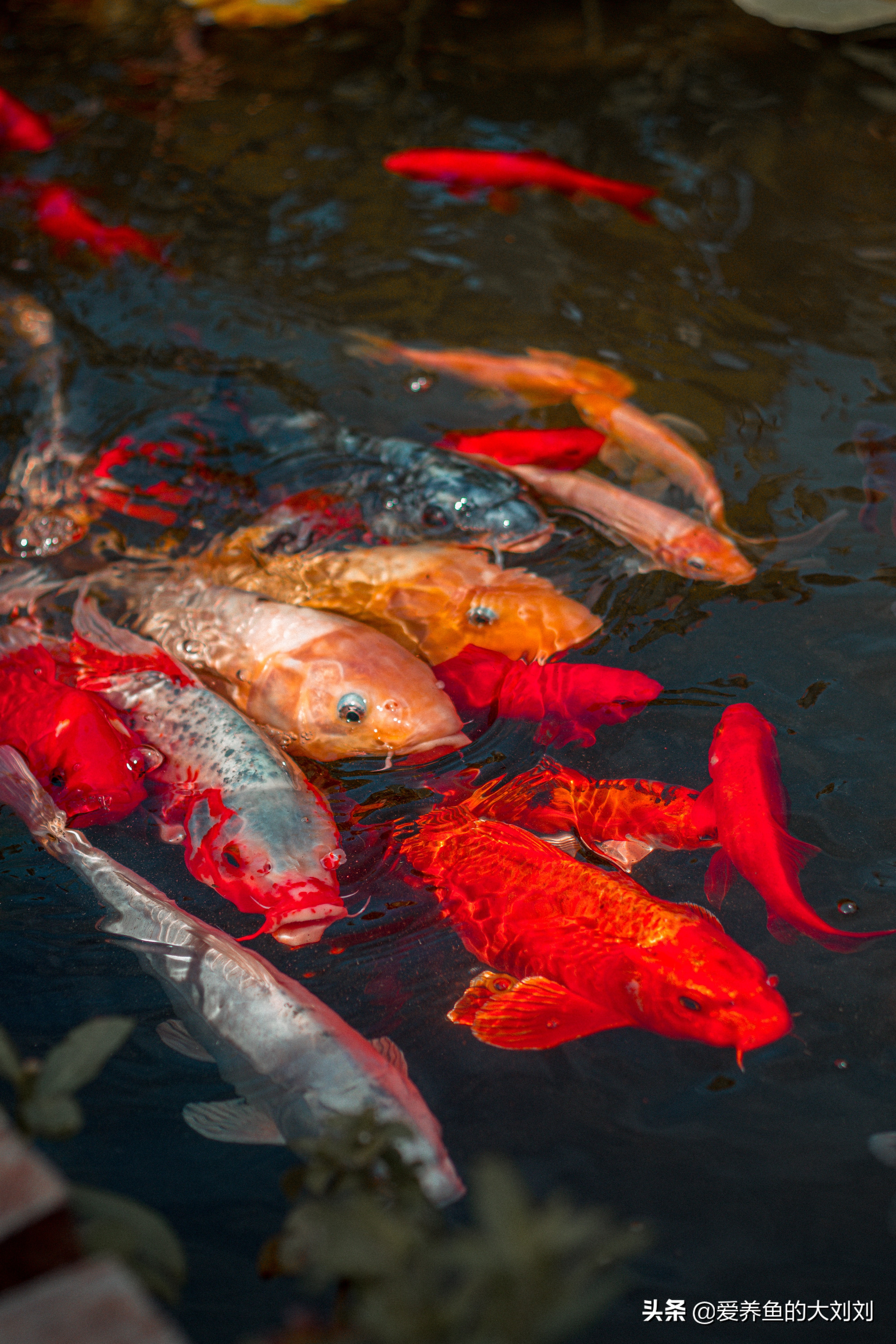 锦鲤水温低需要喂鱼食吗,锦鲤除了喂鱼粮之外喂什么长得快