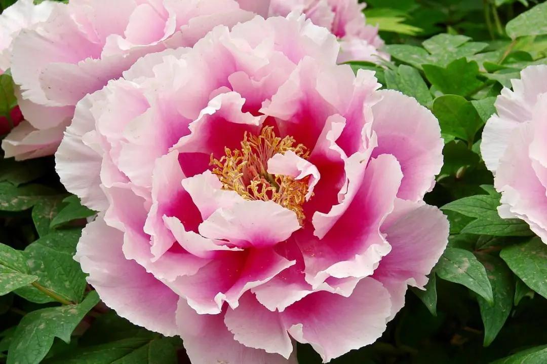 中国的国花是哪一种,中国的国花是什么时间定的