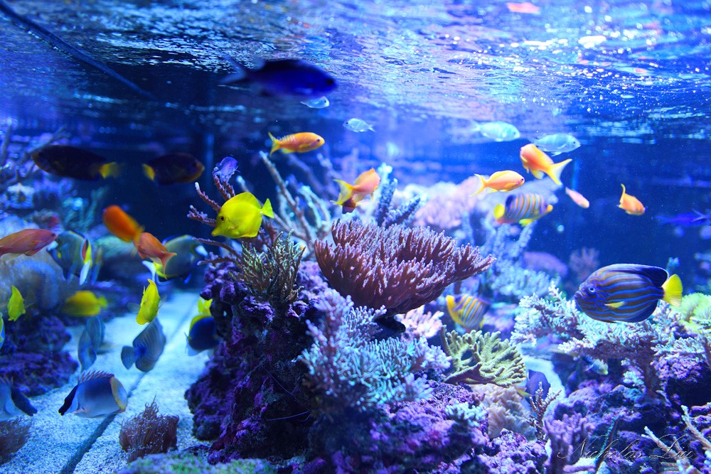 经典海水礁岩生态缸分享，180×120×60厘米三面观赏海缸