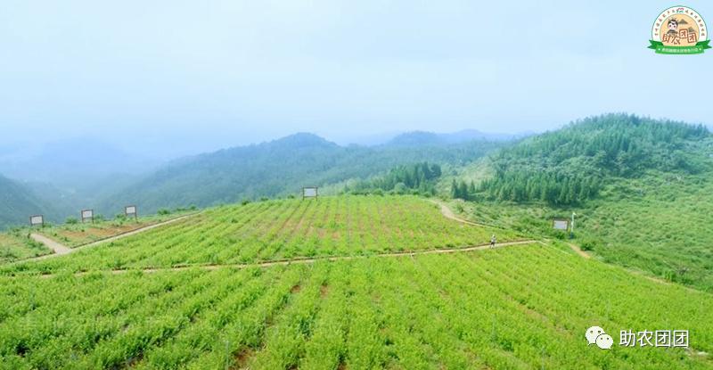 助农团团花溪直播,刺梨原汁精品