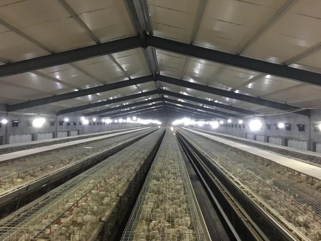 支原体加沙门氏菌如何用药,大肉食鸡需要做二次免疫吗