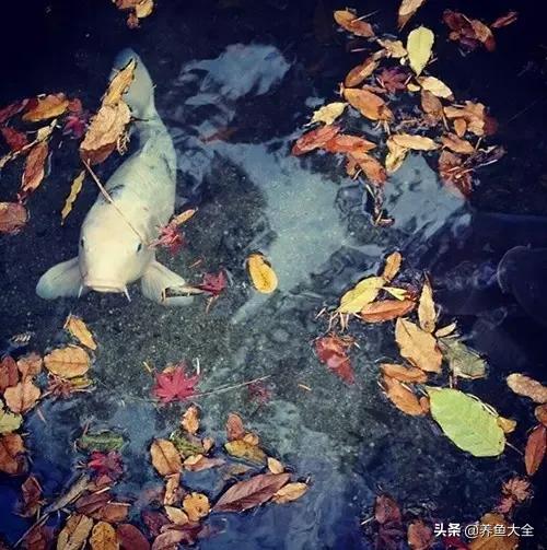 锦鲤春夏养秋冬赏,谈谈锦鲤的春夏秋冬那些事