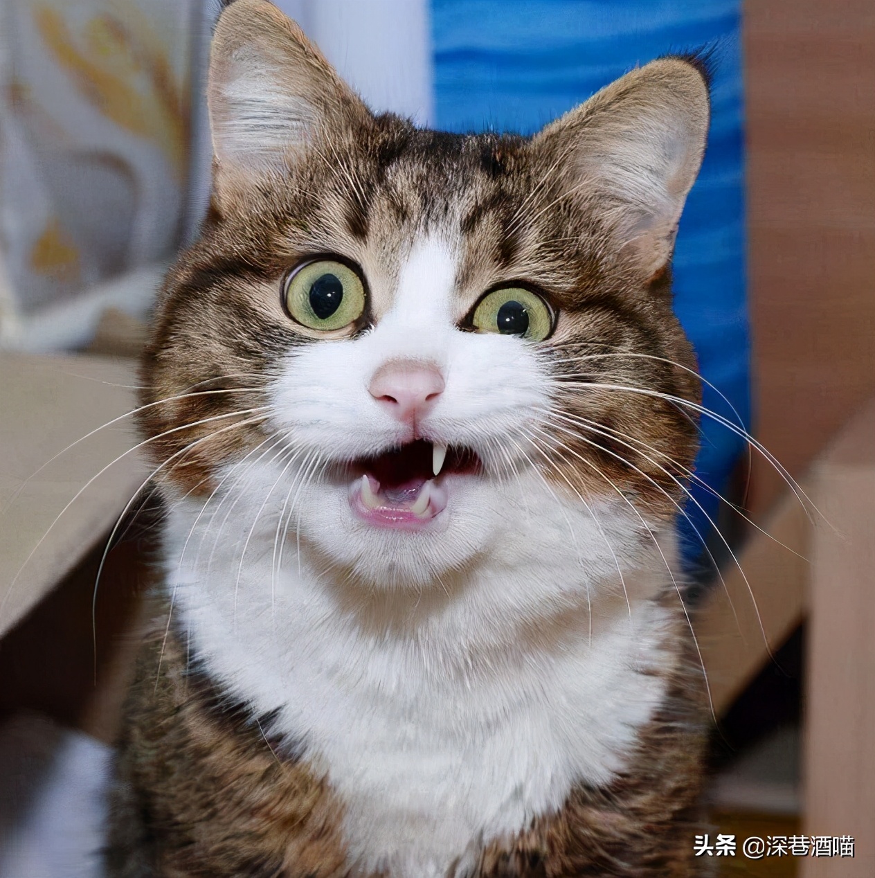 新手养猫要注意什么,新手养猫的注意事项