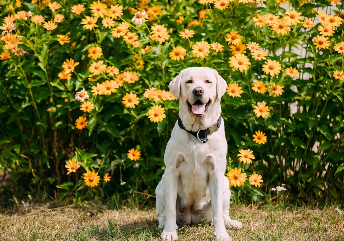 中老年人养狗有什么优点和缺点,最好养的五种小型宠物狗