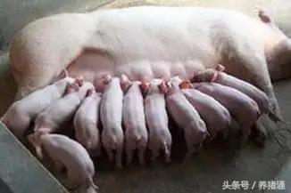 老兽医分析母猪奶水不足的原因,母猪没奶水原来可以这么办!