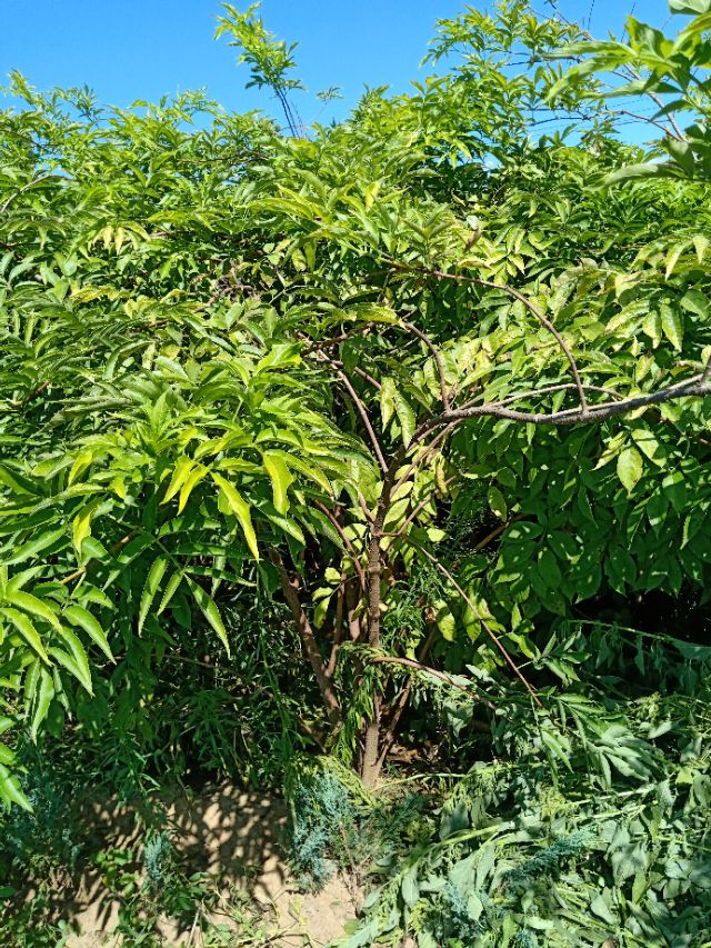 代购苗木,代销苗木挂账