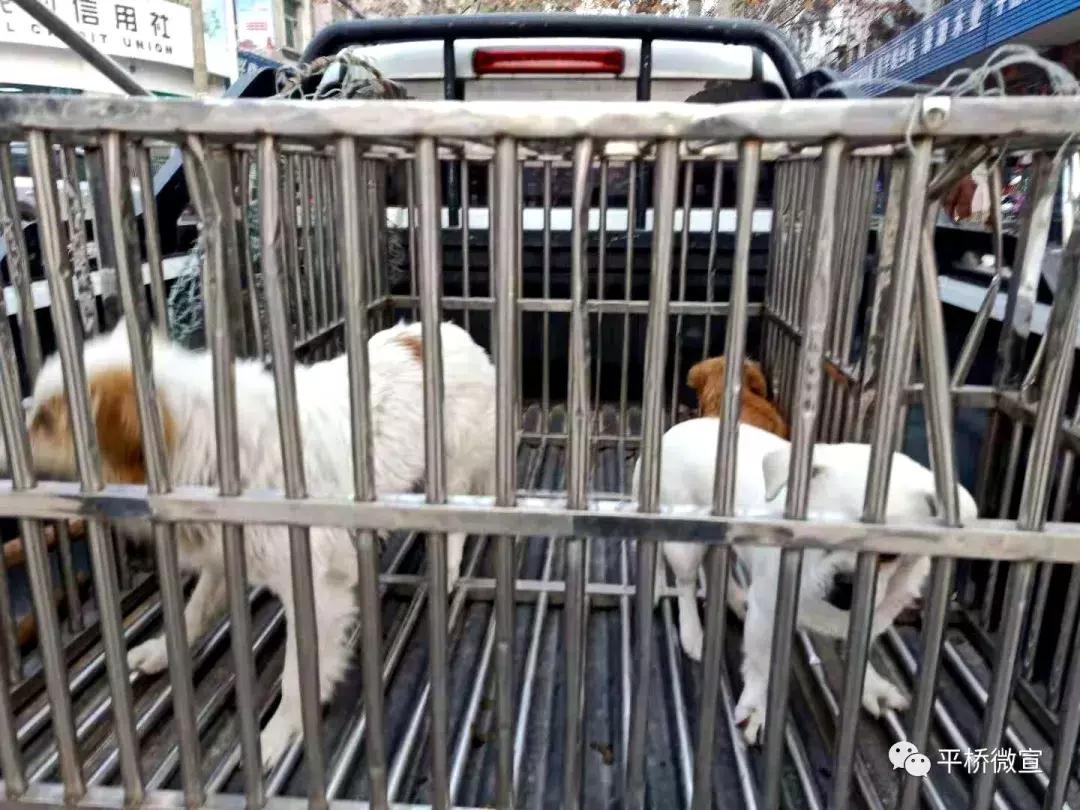 动真格整治方案,动真格整改落实