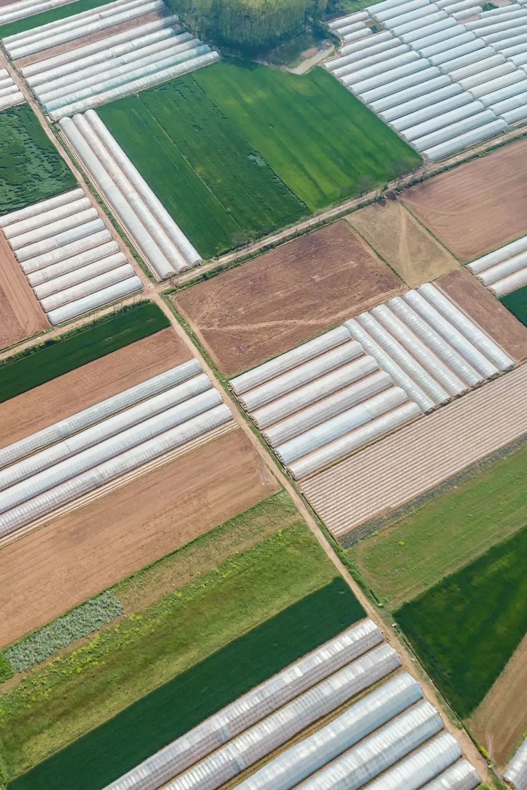 按吨起步支援湖北,背后是世界第一硬核蔬菜大国