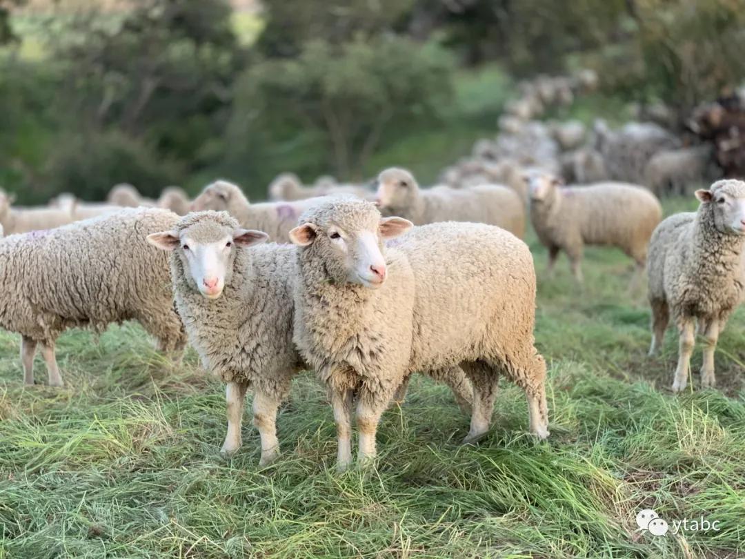 新西兰旅游适合买什么特产,1月新西兰旅游装备攻略