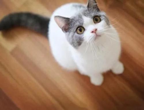 为啥很多人喜欢养外国猫,为什么很多人爱养蓝猫