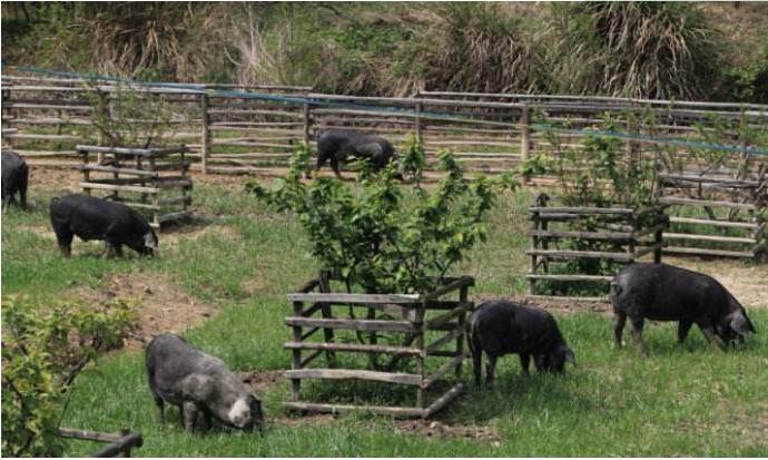 猪圈臭气闻多了会怎么样,猪圈有腥臭味是怎么回事