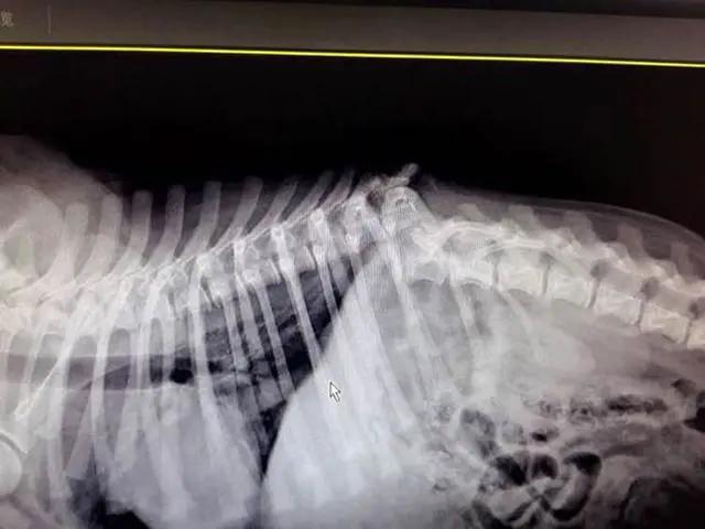 金毛从楼上掉下来然后上去救主人,金毛突然掉下悬崖死亡原因