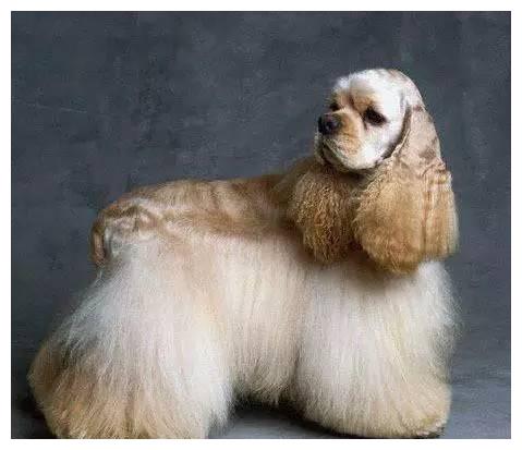 狗狗品种大全及介绍,狗狗品种大全带你走进狗狗的世界