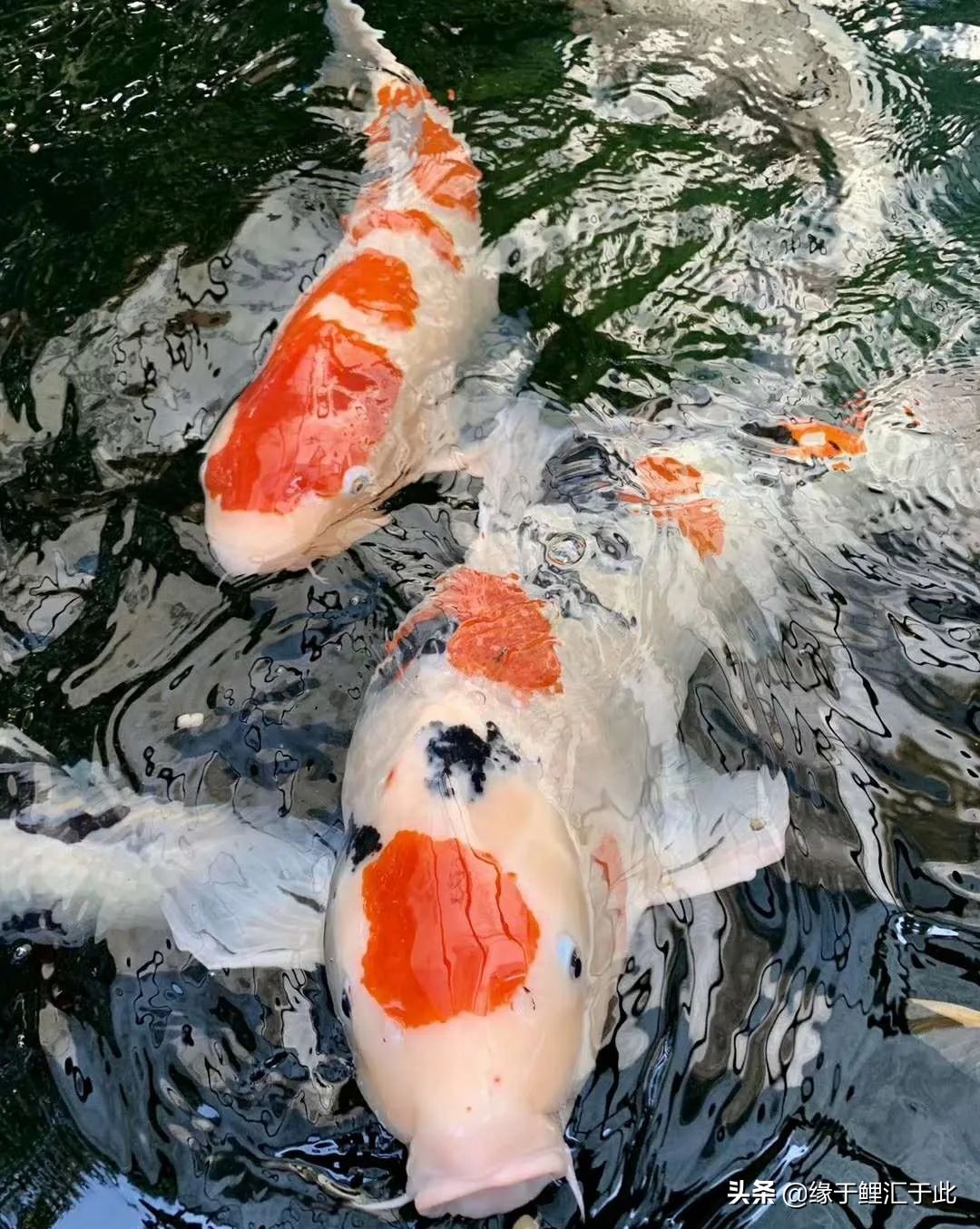 新鱼池除碱的最佳方案,水泥做的鱼池怎么脱碱