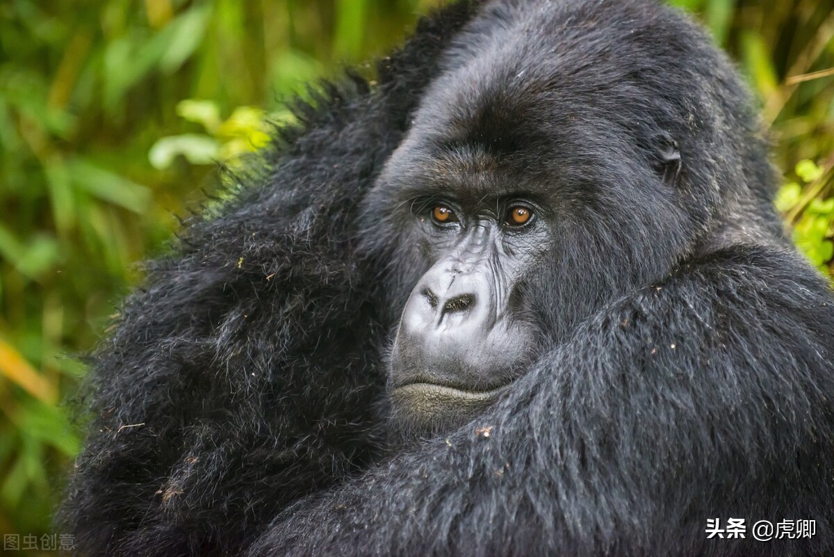 大猩猩夺王位,大猩猩继承王位