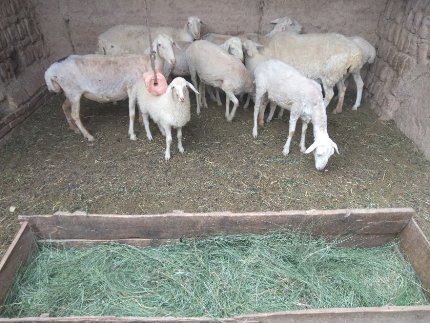 国家对养羊户放牧政策,农村养羊春节放羊注意事项