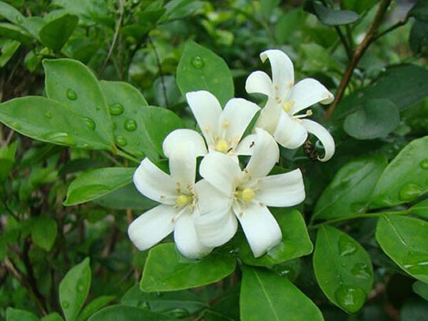 九里香不仅花香四溢还好养,养九里香的技巧九里香枝条有刺吗