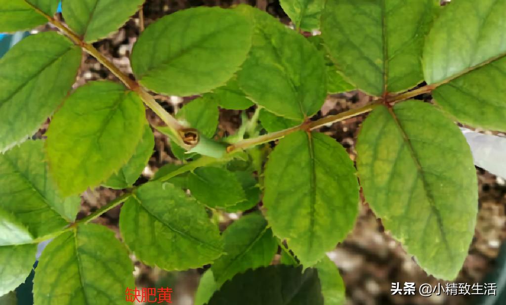 月季叶子健康,月季健康的表现