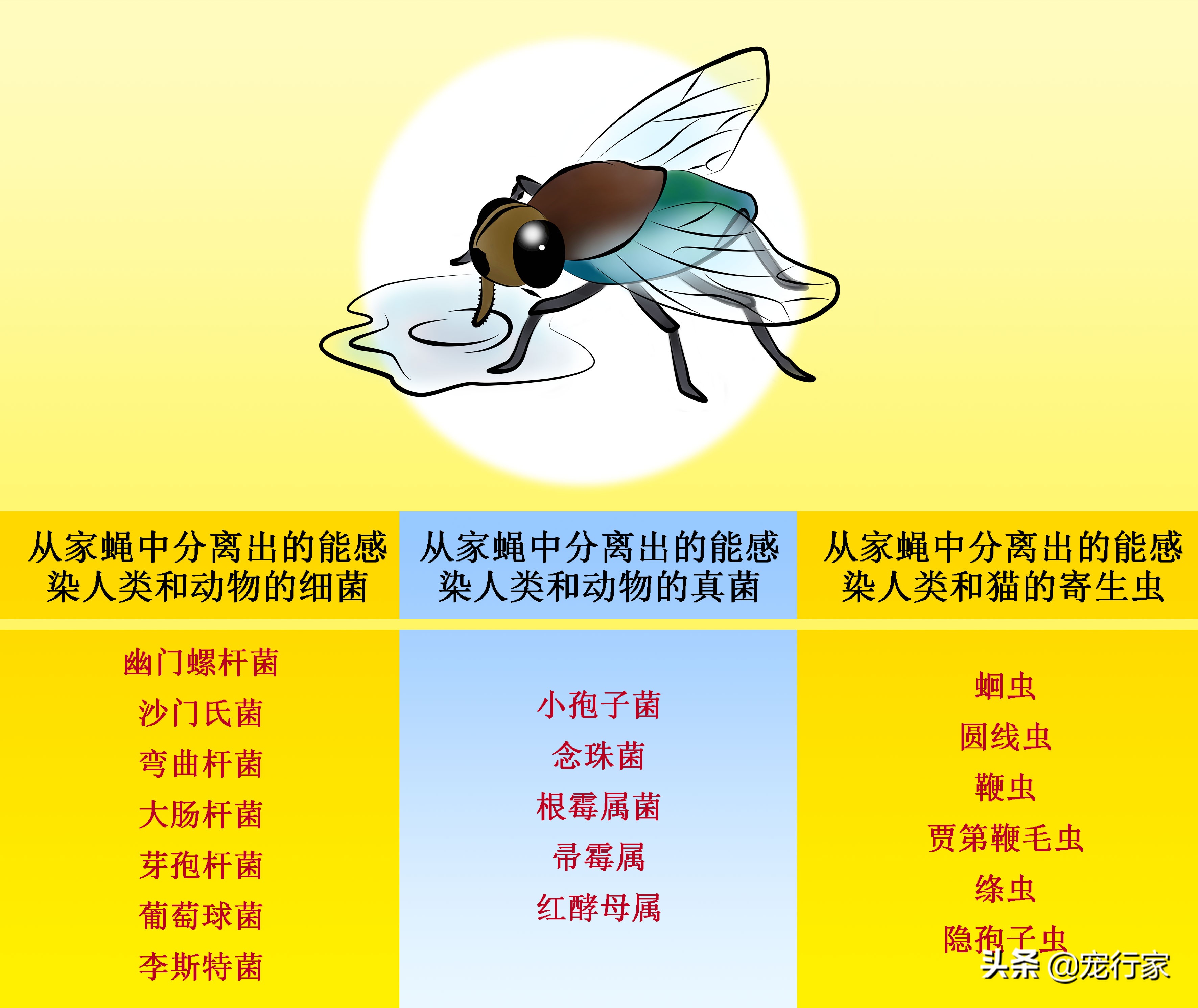 为什么猫咪抓到苍蝇就把它吃掉,猫咪爱吃苍蝇是要吃什么驱虫药