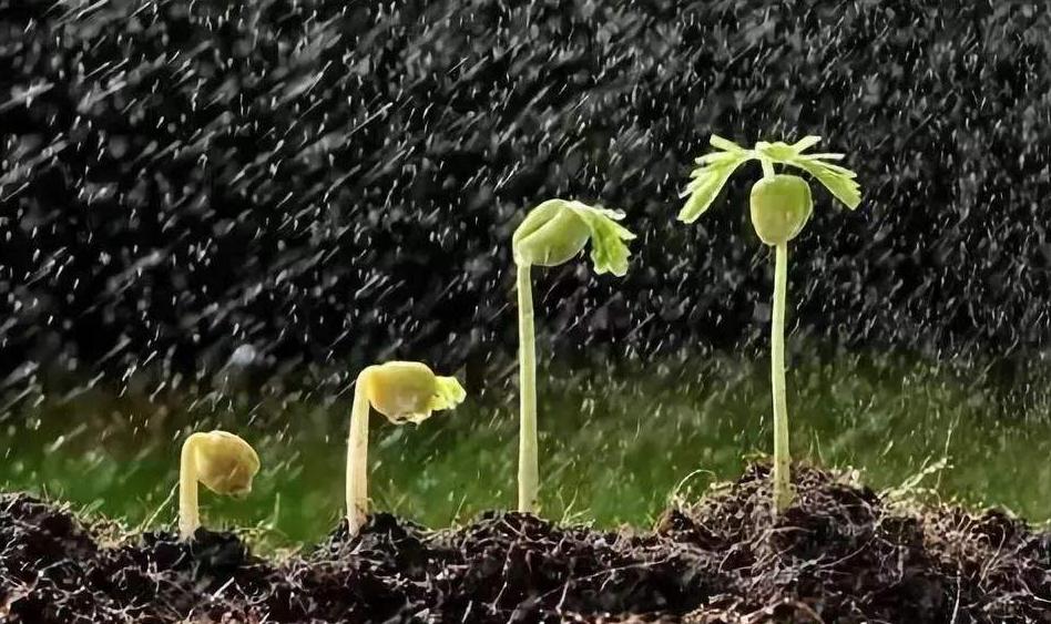 防细菌病害的药剂,防治细菌的特效药