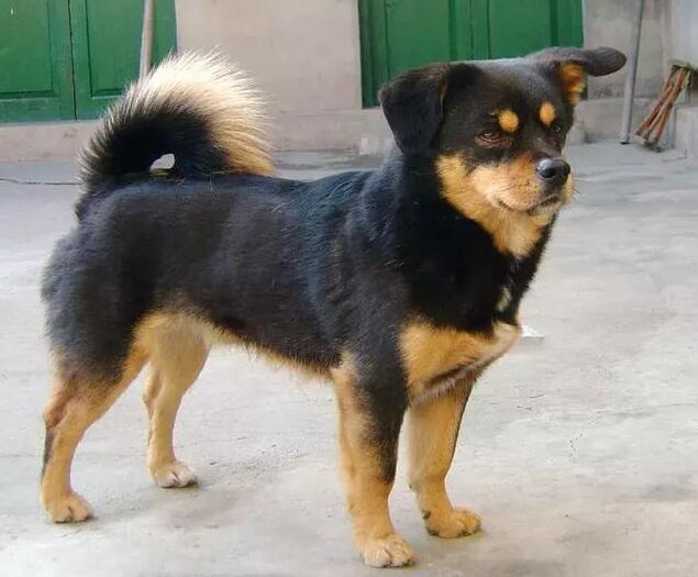 狗界中最通人性的5种狗,哪种狗最忠实护主又性格温顺