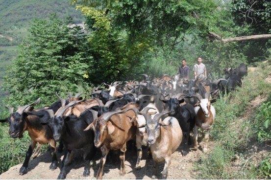 “尼牧哟莎茨”——剪羊毛节金阳彝人盛大的畜牧文化节日