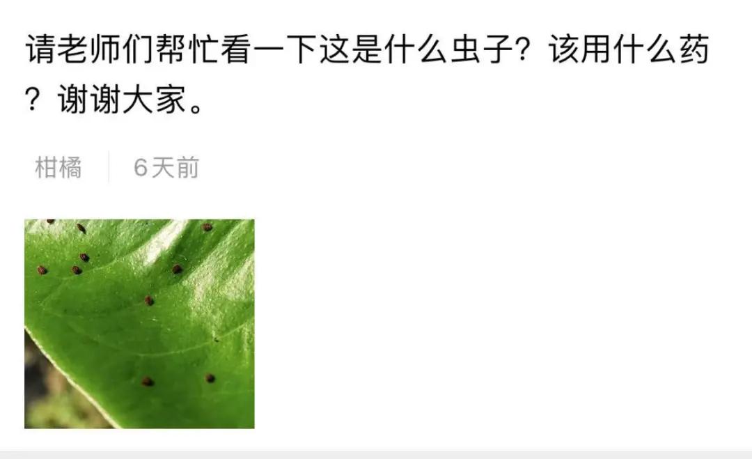 柑橘叶面上红色的虫子,柑橘嫩叶有虫子打什么药
