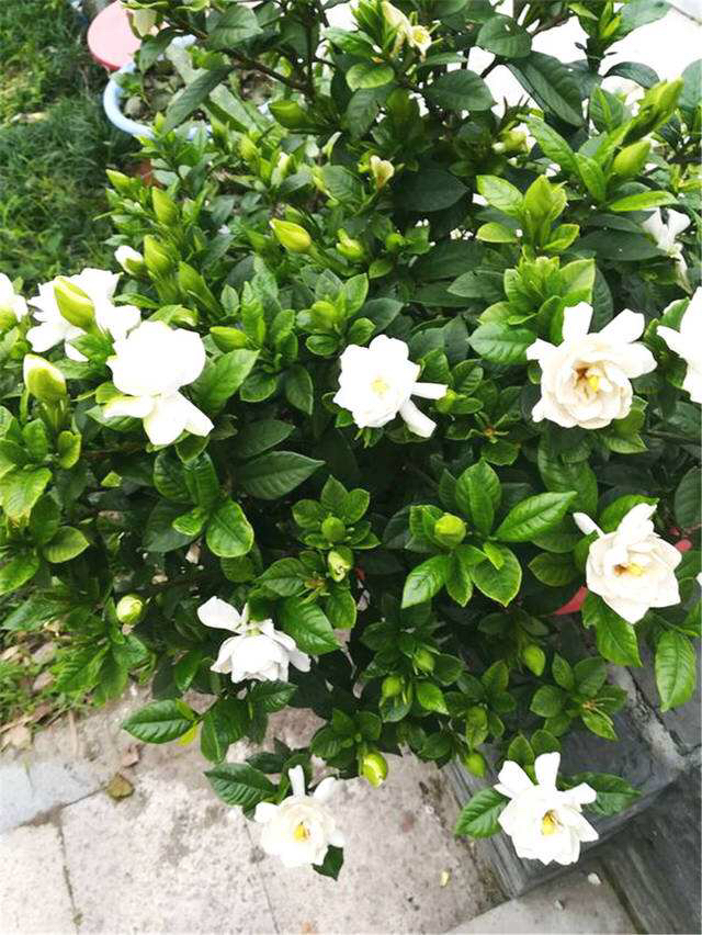 栀子花怎么养才能长得好看,栀子花怎么养好养活