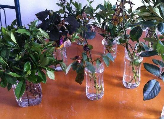 栀子花水培和土培哪种好养,栀子花修剪栀子花扦插水培