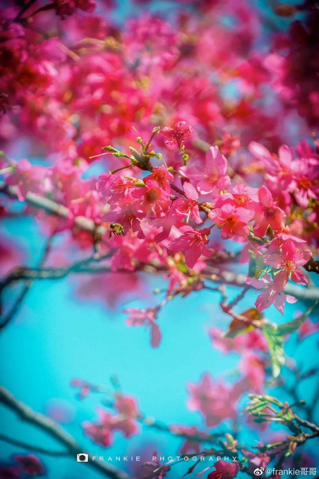 广州现在花开的季节,广州现在什么花开了