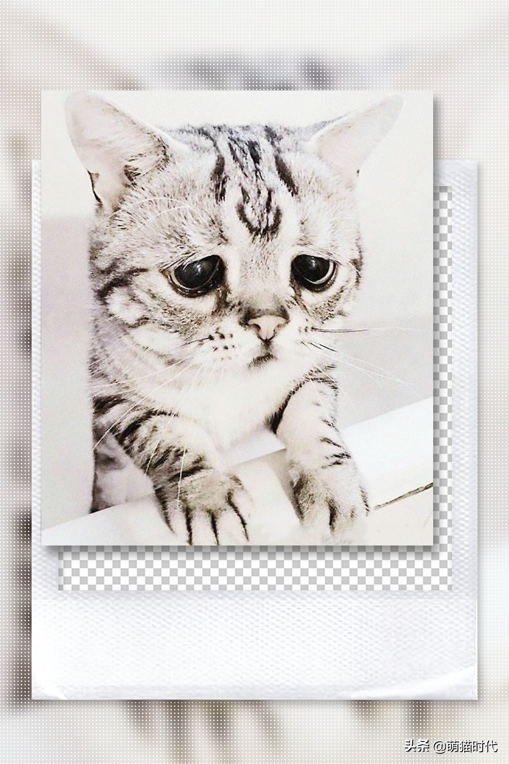 疫情猫咪被困,疫情猫咪困在家里死亡