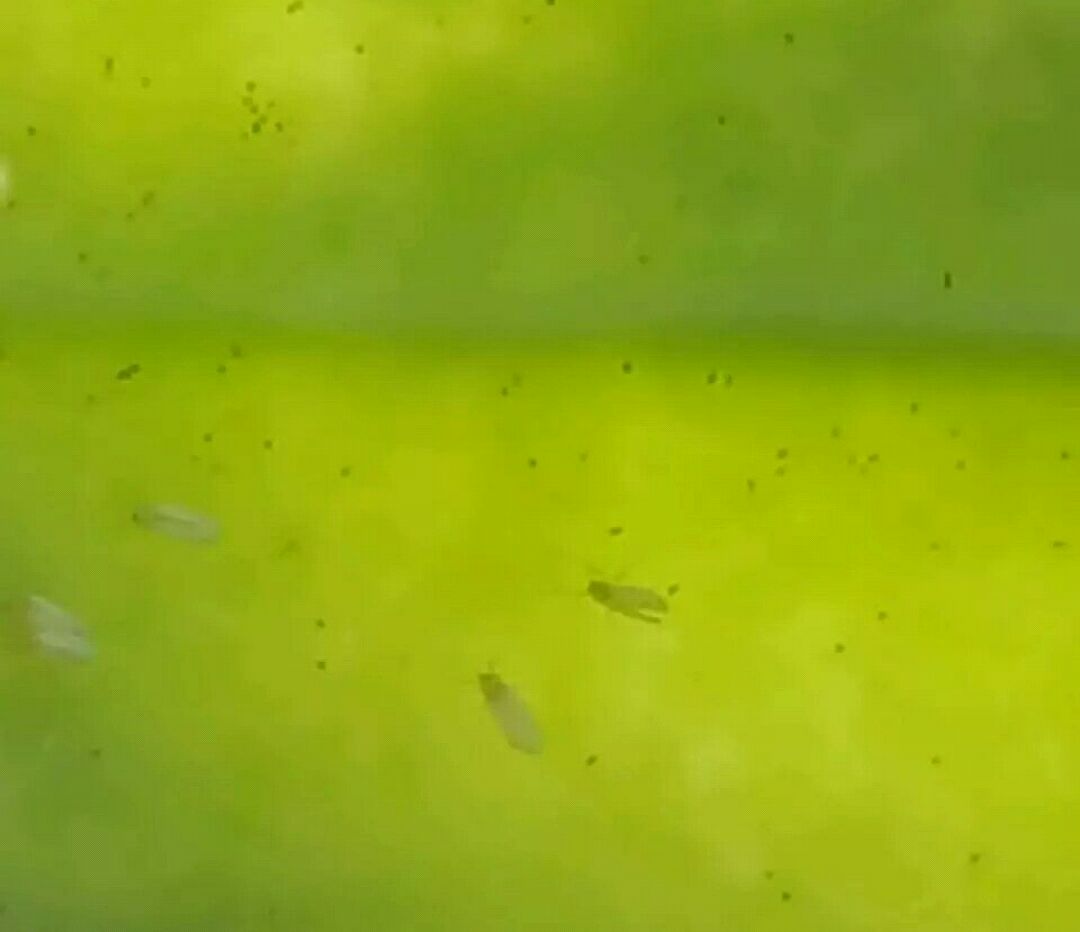 花盆里的小飞虫用什么办法能解决,花盆里有小飞虫怎么办快速解决