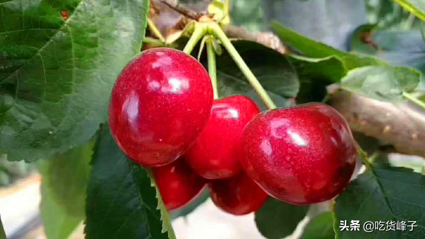 最新方法清洗樱桃,樱桃清洗小技巧图片