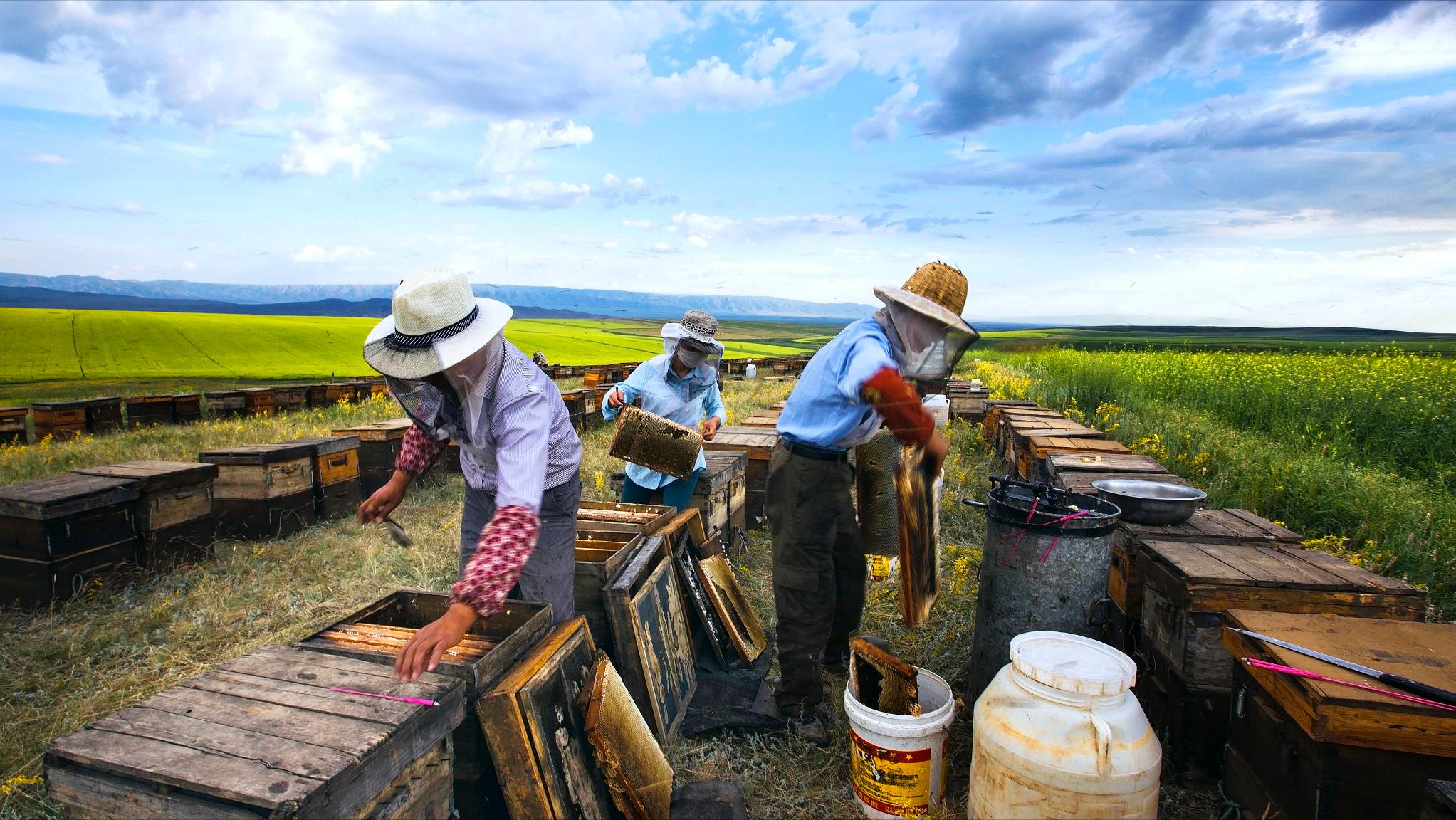 流动养蜂的蜂蜜为什么便宜,农村里的土蜂蜂蜜
