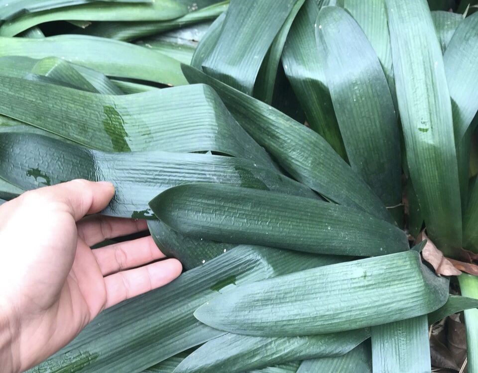 22种花耐旱耐热,天冷种花要注意什么