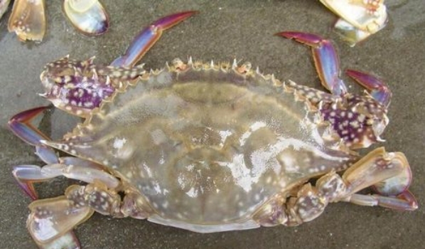 梭子蟹鲜活怎么挑,鲜活梭子蟹怎么挑