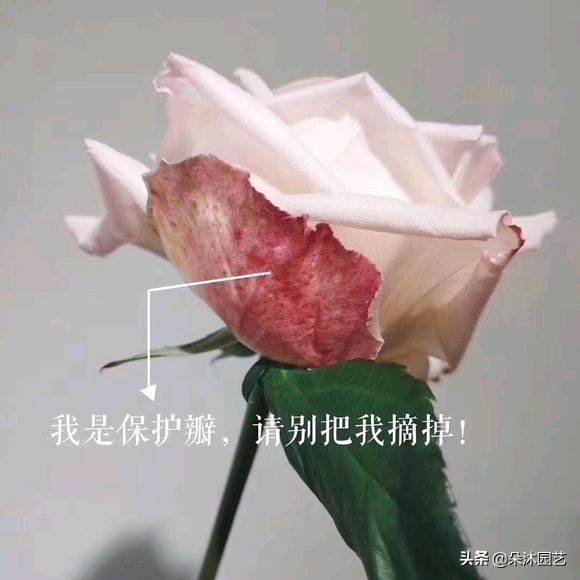 科普|别再吐槽啦，玫瑰不“新鲜”才是正常的！那叫保护瓣儿~