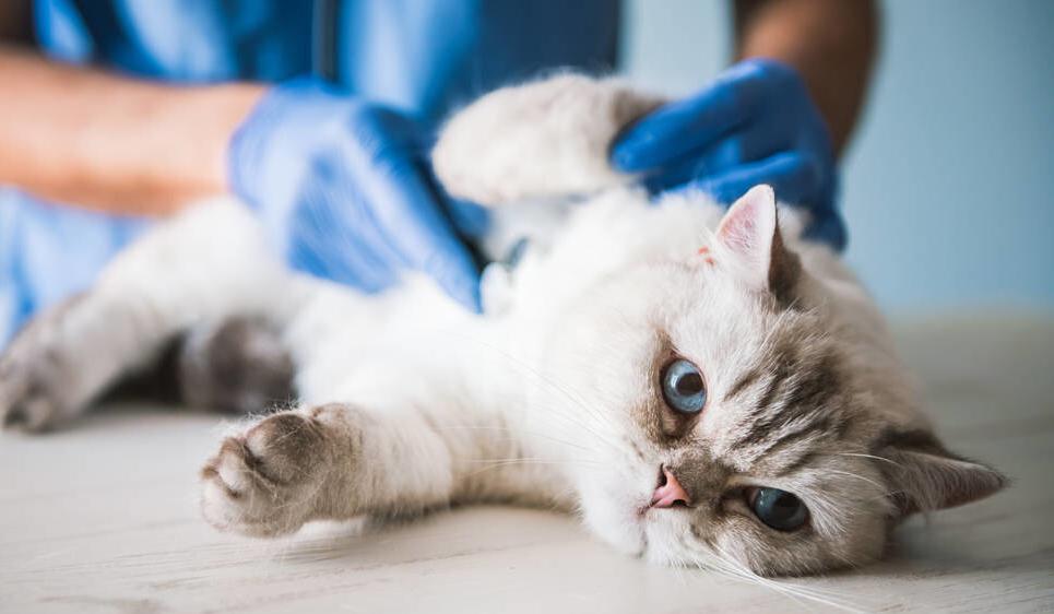 养猫小知识：必备物品清单