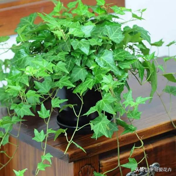 新房子客厅适合摆放的绿植吸甲醛,客厅什么盆栽好吸甲醛好养