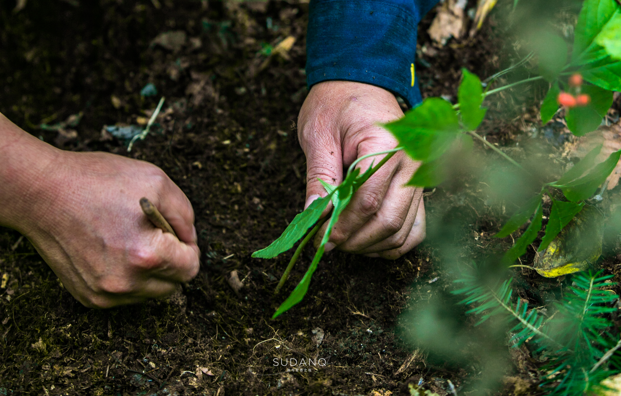 长白山百年野生人参为什么贵,长白山人参最好在哪里