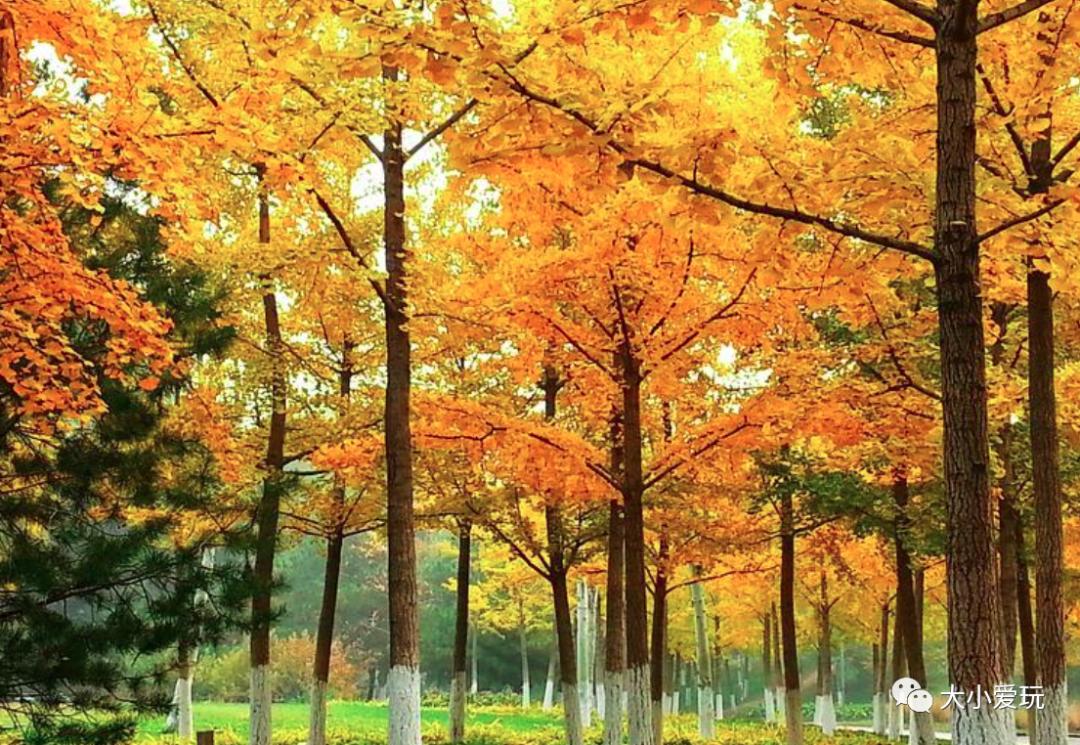 北京红螺寺银杏最佳观赏时间,北京赏银杏景区有哪些