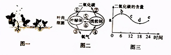 人教版七年级生物植物的呼吸作用,生物光合作用与呼吸作用的综合题