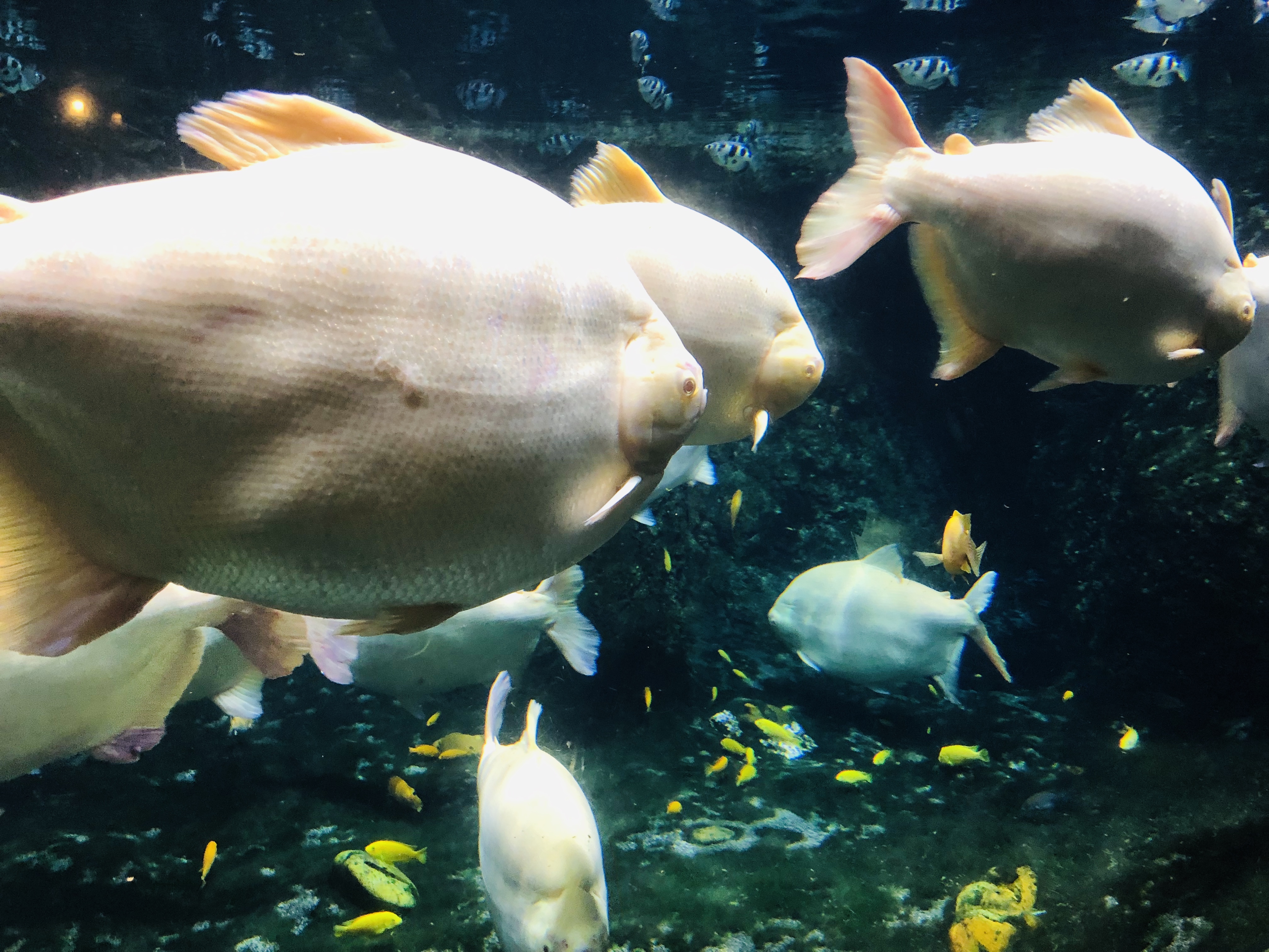 寒假带孩子去长隆玩什么,长隆寒假旅游攻略